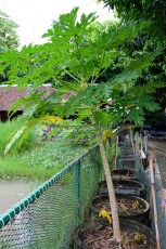 สวนเกษตร Image 105