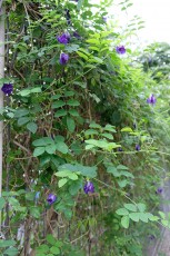 สวนเกษตร Image 122