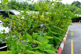 สวนเกษตร Image 117