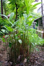 สวนเกษตร Image 127