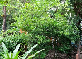 สวนเกษตร Image 121