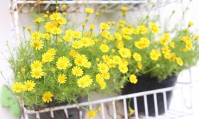 สวนเกษตร Image 83