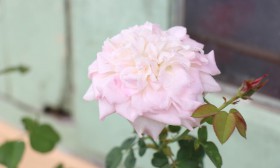 สวนเกษตร Image 88