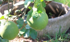 สวนเกษตร Image 49