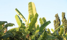 สวนเกษตร Image 61