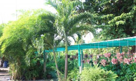 สวนเกษตร Image 81