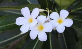 สวนเกษตร Image 31