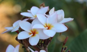 สวนเกษตร Image 12
