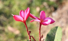 สวนเกษตร Image 15