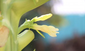 สวนเกษตร Image 19