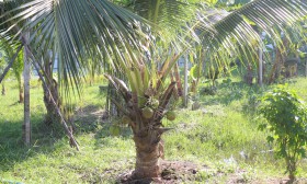 สวนเกษตร Image 28