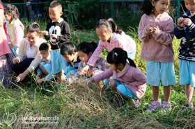 เรามาเกี่ยวข้าวกัน มาเกี่ยวข้าวกัน มาเกี่ยวข้าวกันค่ะ Image 1